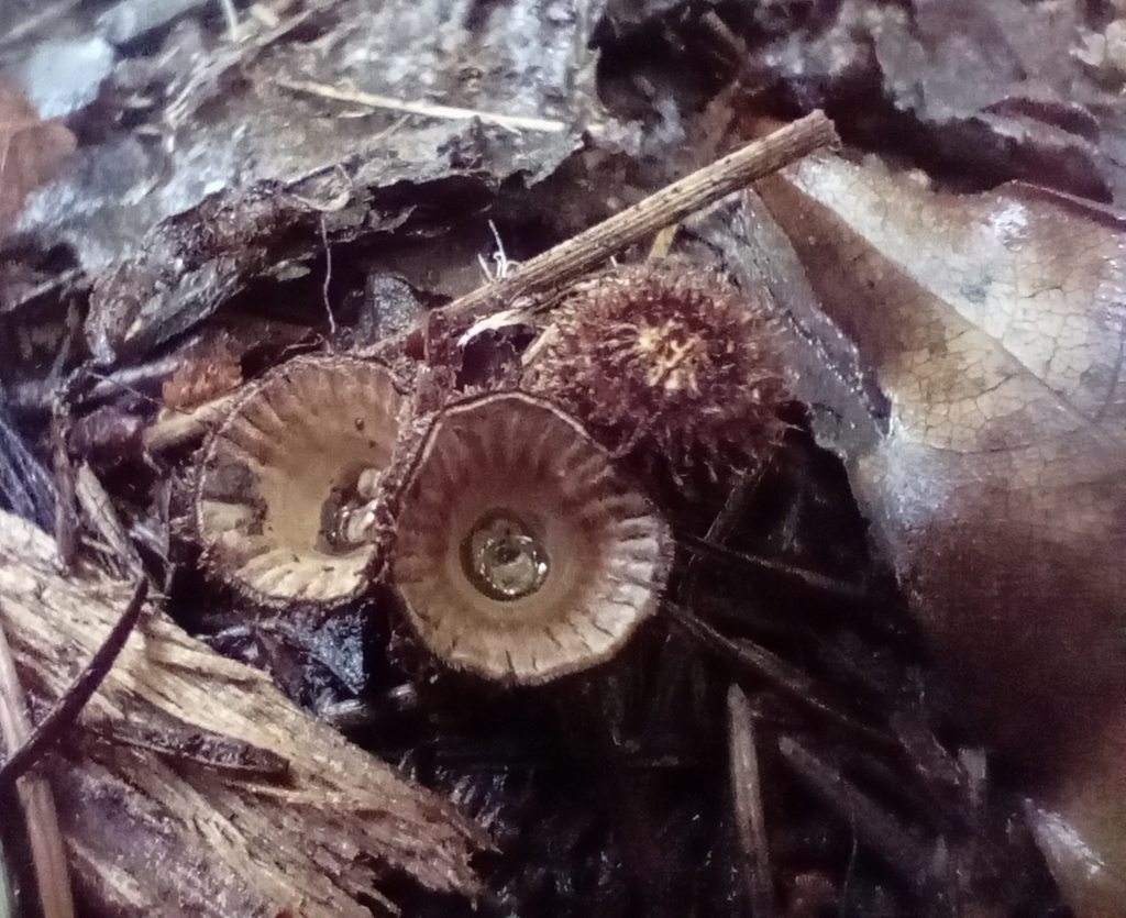 Cyathus striatus · March 2025 · photo: © john_barkla (iNaturalist, cc0)
