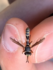 Physocephala marginata