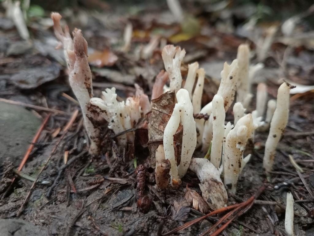 Clavulina rugosa · March 2025 · photo: © john_barkla (iNaturalist, cc0)