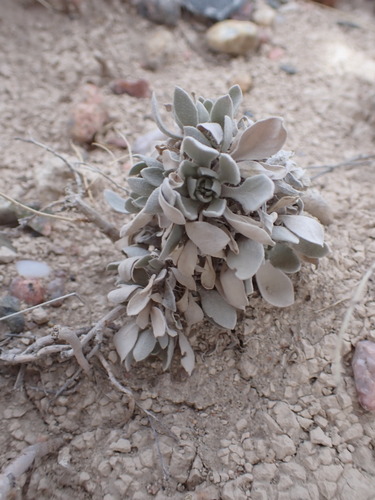 Image of Physaria brassicoides by (c) Jared Shorma, some rights reserved (CC BY)