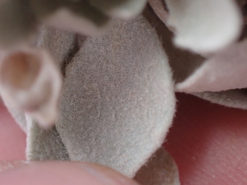 Image of Physaria brassicoides by (c) Jared Shorma, some rights reserved (CC BY)