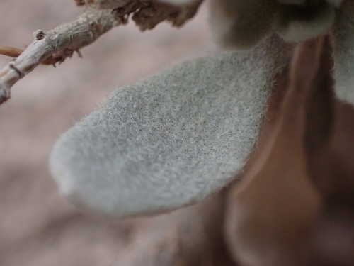 Image of Physaria brassicoides by (c) Jared Shorma, some rights reserved (CC BY)