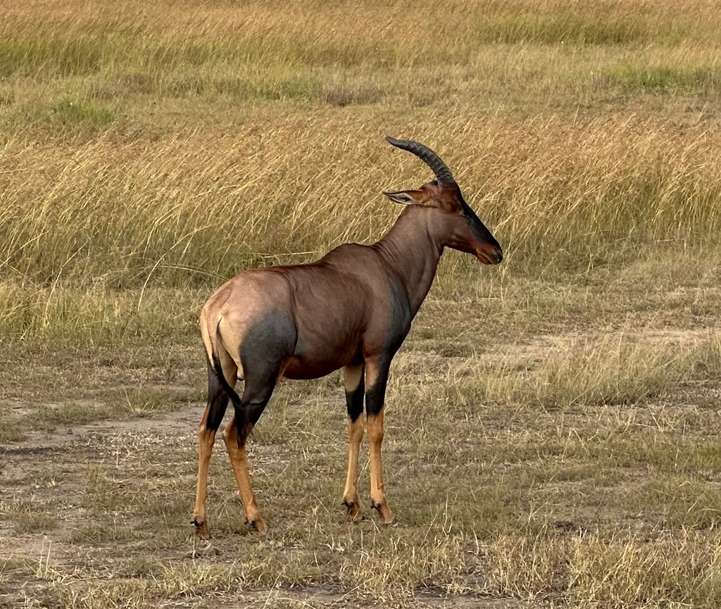Damaliscus lunatus jimela, Masai Mara, Narok West, KE-NR, KE, by icey_xyc