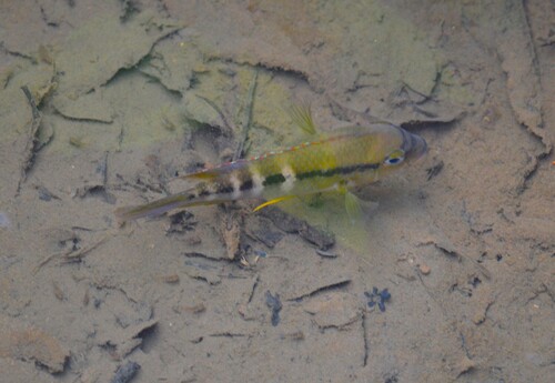 Alfaros cichlide (Cribroheros alfari) — Cichlidae — 4