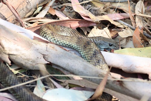 Eastern Tiger Snake sighting