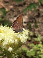 Callophrys
