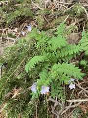 Polemonium pulcherrimum delicatum