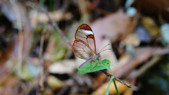 Pteronymia cotytto cotytto