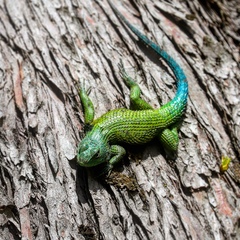 Sceloporus hondurensis