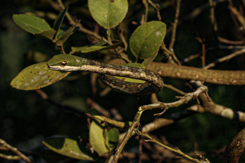 Bird Snake