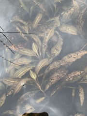 Potamogeton illinoensis