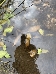 Potamogeton illinoensis