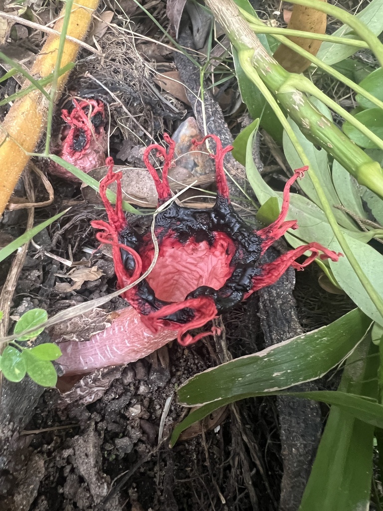Aseroe rubra · March 2025 · photo: © lucaschristo (iNaturalist, cc-by)