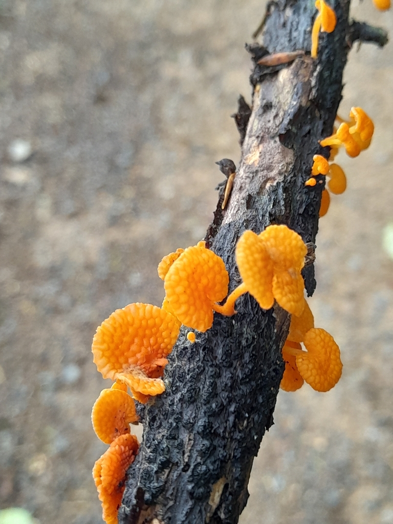 Favolaschia claudopus · March 2025 · photo: © mphnz (iNaturalist, cc0)