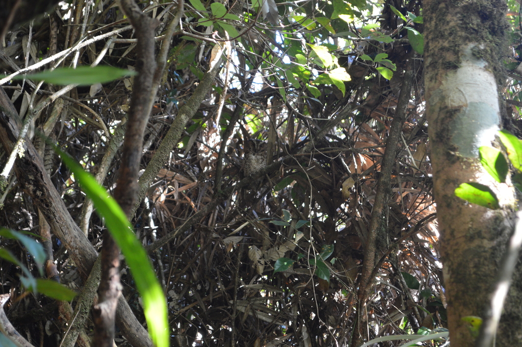 Rajah Scops-Owl
