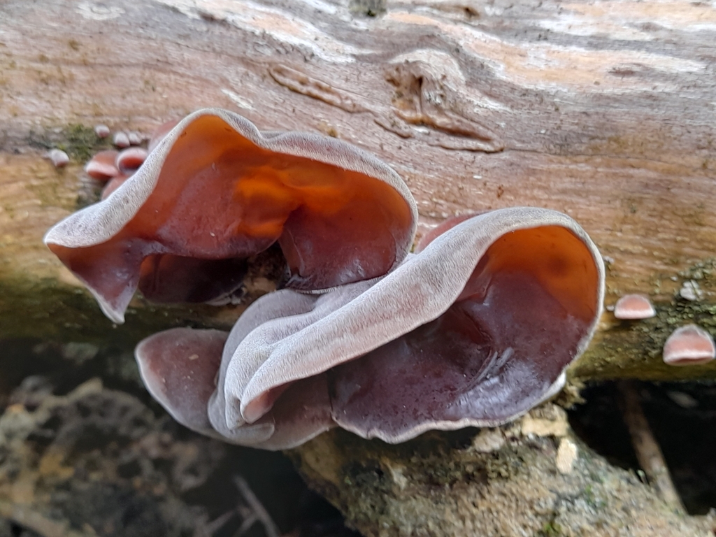 Auricularia cornea · March 2025 · photo: © mphnz (iNaturalist, cc0)