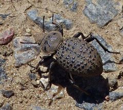 Scotobius pilularius