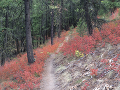 Physocarpus malvaceus