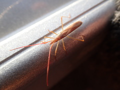 Protenor belfragei