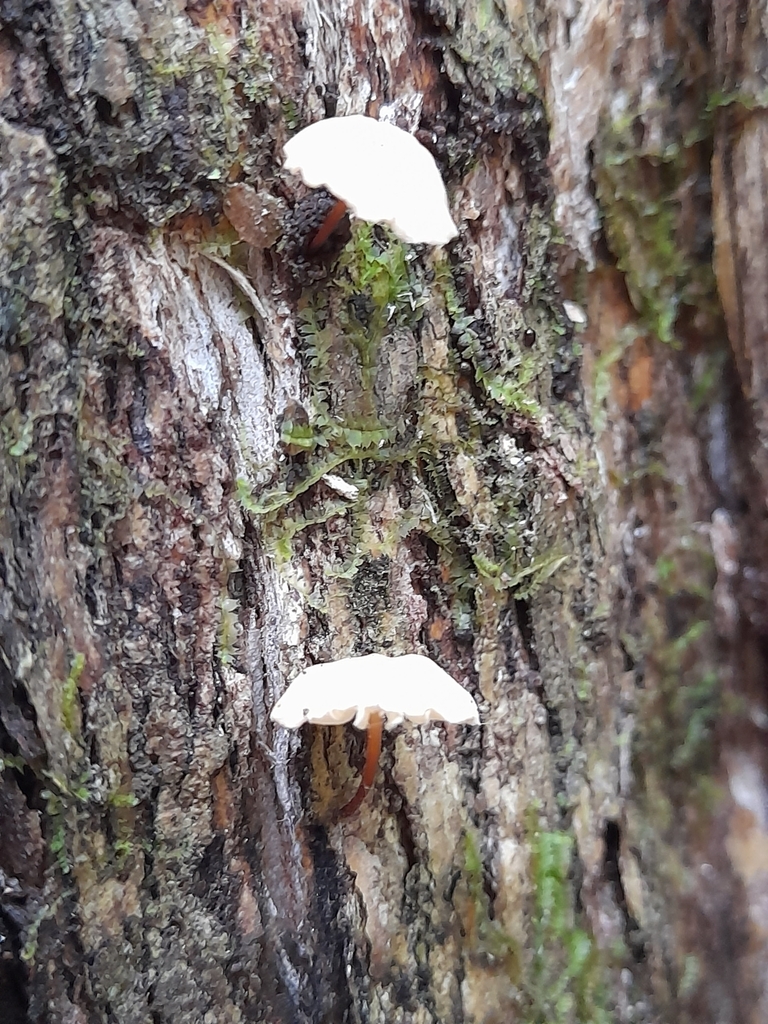 Mycetinis curraniae · March 2025 · photo: © mphnz (iNaturalist, cc0)