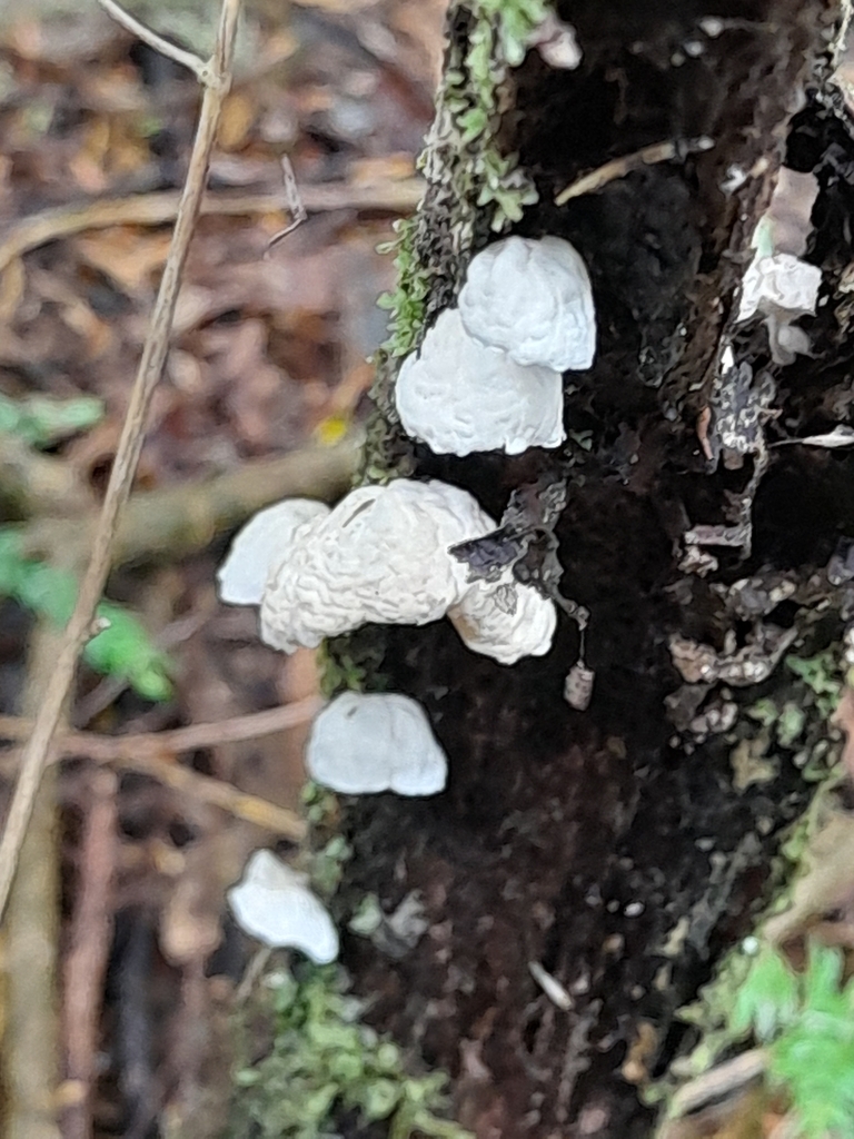Campanella tristis · March 2025 · photo: © mphnz (iNaturalist, cc0)
