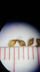 Rhynchospora plumosa