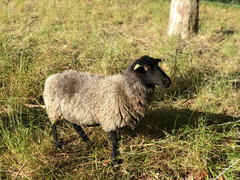 Ovis aries