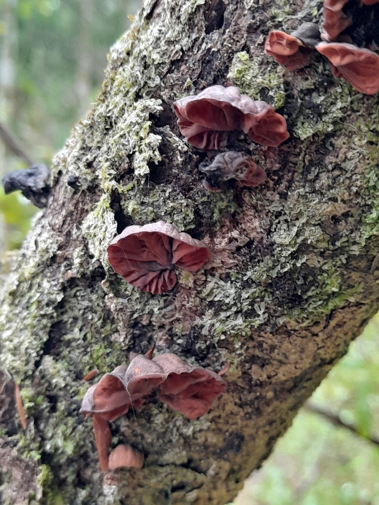 Anthracophyllum archeri · March 2025 · photo: © mphnz (iNaturalist, cc0)