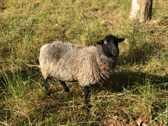 Ovis aries
