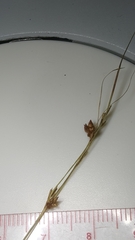 Rhynchospora plumosa