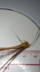 Rhynchospora plumosa