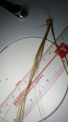 Rhynchospora plumosa