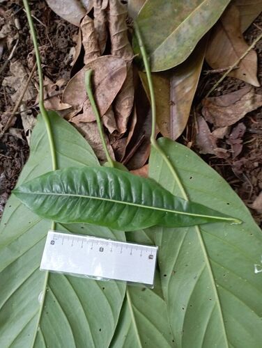 Burckella obovata observed 2024-11-08