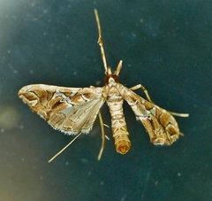 Lineodes vulnifica