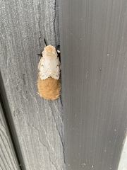 Lymantria dispar