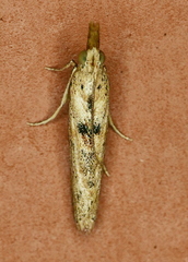 Macrorrhinia endonephele