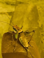 Eupholidoptera megastyla