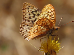 Speyeria coronis