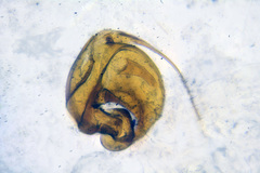 Orius vicinus