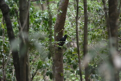 Melanerpes herminieri