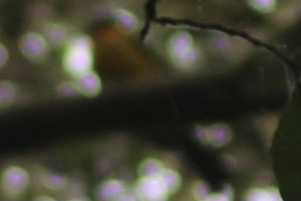 Black-throated Shrike-Tanager (Lanio aurantius), photo 2