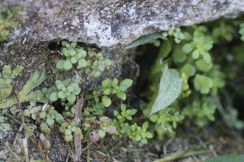 Pilea microphylla