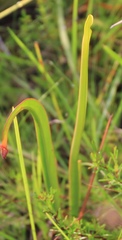 Sarracenia