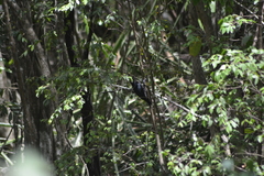 Melanerpes herminieri