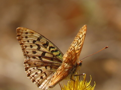 Speyeria coronis