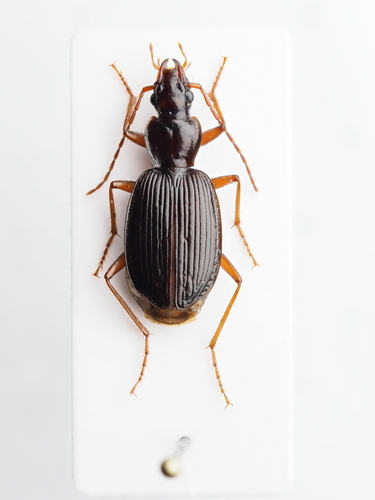 Platynus scrobiculatus