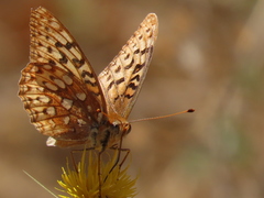 Speyeria coronis