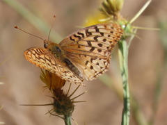 Speyeria coronis