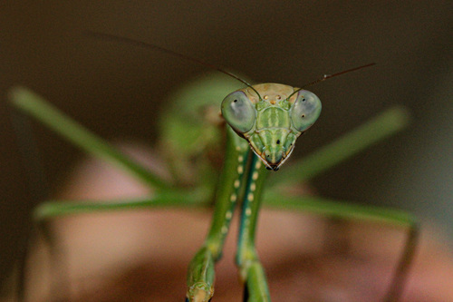 Flag Mantis