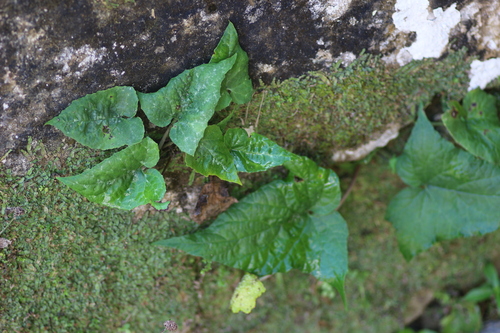 Dorstenia contrajerva iNat (3)